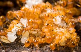 Multiple views of body, entire, multiple life stages worker.  Tetramorium simillimum  workers and pupae in excavated nest. Suva, Fiji, 1-24-2008.