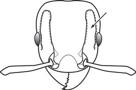 Anterior view of head, adult worker. Separates  Tetramorium simillimum  from  T. caldarium , but can be difficult to observe. In the former species, the antennal scrobe is more strongly impressed, and the frontal carina remains a distinct outside border of the scrobe.