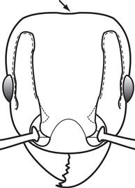 Anterior view of head, adult worker. Posterior margin of the head is generally flat, lacking a median impression. Used in Antkey to separate  Tetramorium simillimum  from  T. caldarium . This character is based on examination of limited material.
