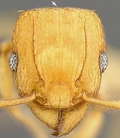 Anterior view of head, adult worker.