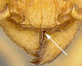 Close-up view of clypeus, adult worker. Clypeus lacking median notch.