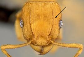 Anterior view of antennal scrobe, adult worker. Antennal scrobe more distinct.