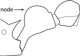 Lateral view of petiole, adult worker. Petiolar node is evenly rounded, with the anterior and posterior faces both approximating similar curves. Used in Antkey to separate  Tetramorium tonganum  and  T. lanuginosum  from all other congeners.