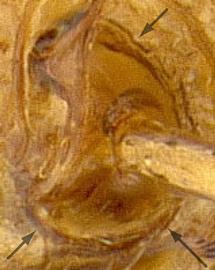 Close-up view of antenna, adult worker. Antennal insertion surrounded by a raised sharp ridge.