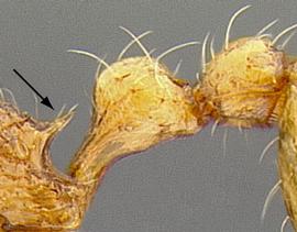 Lateral view of propodeum, adult worker. Propodeal spines of moderate length.
