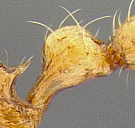 Lateral view of petiole, adult worker. Petiolar node evenly rounded.
