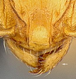 Close-up view of mandibles, adult worker. Mandibles triangular.
