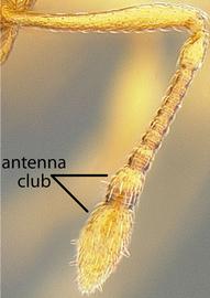 Close-up view of antenna, adult worker. Antennal club 2-segmented.