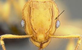 Anterior view of antennal scrobe, adult worker. Antennal scrobe distinct.