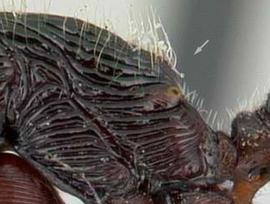Lateral view of propodeum, adult worker. Propodeal teeth absent.