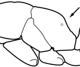 Lateral view of propodeum, adult. Propodeum is entirely unarmed, completely lacking even small angles or teeth. Used in Antkey to separate  Gnamptogenys porcata  from  G. triangularis .