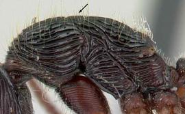 Lateral view of thorax / mesosoma, adult. Metanotum does not form a prominent convexity bordered by distinct suture lines.