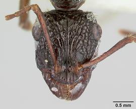 Anterior view of head, adult. Photo by April Nobile,  Antweb.org .
