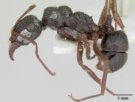 Lateral view of body, entire, adult. Photo by April Nobile,  Antweb.org .