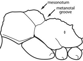 Lateral view of metanotum, adult. The metanotum forms a prominent convexity bordered by distinct suture lines. Used in Antkey to separate Ectatomminae from  Gnamptogenys .