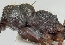 Lateral view of metanotum, adult. Metanotum forms a prominent convexity bordered by distinct suture lines. Photo by April Nobile,  Antweb.org , modified.