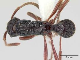 Dorsal view of body, entire, adult.