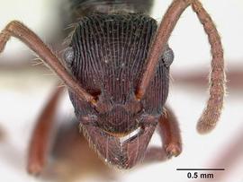 Anterior view of head, adult.