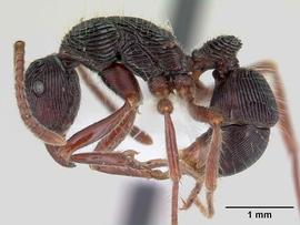 Lateral view of body, entire, adult.