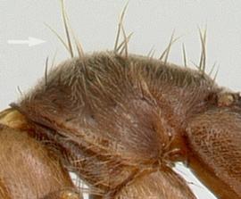 Lateral view of thorax / mesosoma, adult worker. Macrosetae on mesosoma long and flexuous, strongly tapering to a fine tip. Photo by April Nobile.