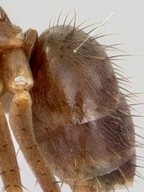 Lateral view of gaster, adult worker. Gaster with dense pubescence. Photo by April Nobile.