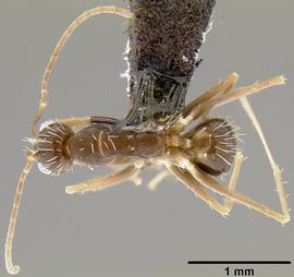 Dorsal view of body, entire, adult.