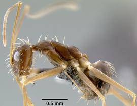 Lateral view of body, entire, adult.