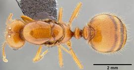 Dorsal view of body, entire, adult. 