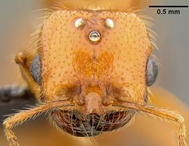 Anterior view of head, adult. 