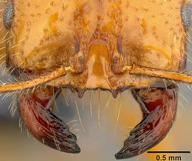 Anterior dorsal view of mandibles, adult.