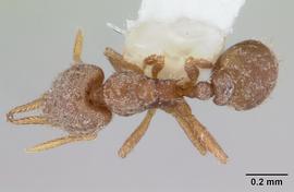 Dorsal view of body, entire, adult. Photo by April Nobile,  Antweb.org .