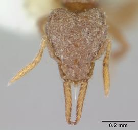 Dorsal view of head, adult. Photo by April Nobile,  Antweb.org .