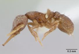 Lateral view of body, entire, adult. Photo by April Nobile,  Antweb.org .