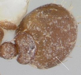 Dorsal view of gaster, adult. First gastral segment punctate. Photo by April Nobile,  Antweb.org , modified.