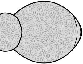 Dorsal view of gaster, adult. The first gastral segment is entirely punctate. Used in Antkey to separate  Strumigenys eggersi  from  S. gundlachi .