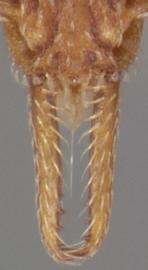 Close-up view of mandibles, adult. Mandibles linear. Photo by April Nobile,  Antweb.org .