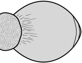 Dorsal view of gaster, adult. The first gastral segment is smooth and lacking punctation over its entire surface. Used in Antkey to separate  Strumigenys gundlachi  from  S. eggersi .