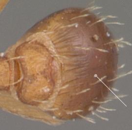 Dorsal view of gaster, adult. First gastral segment smooth. Photo by April Nobile,  Antweb.org , modified.