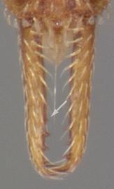 Dorsal view of mandibles, adult. Mandibles linear and armed with denticles. Photo by April Nobile,  Antweb.org , modified.