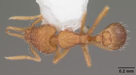 Dorsal view of body, entire, adult. Photo by April Nobile,  Antweb.org .