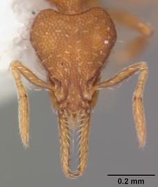 Dorsal view of head, adult. Photo by April Nobile,  Antweb.org .