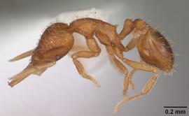 Lateral view of body, entire, adult. Photo by April Nobile,  Antweb.org .