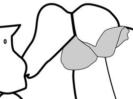 Lateral view of waist, adult. Postpetiole with distinct spongiform. Separates  Strumigenys gundlachi ,  S. hexamera  and  S. membranifera  from other  Strumigenys  species with denticles on their mandibles (as opposed to apical forks).