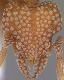 Anterior view of head, adult. Face covered by appressed circular hairs. Photo by April Nobile,  Antweb.org .