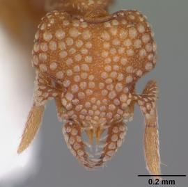 Anterior view of head, adult. Photo by April Nobile,  Antweb.org .