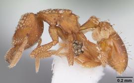 Lateral view of body, entire, adult. Photo by April Nobile,  Antweb.org .