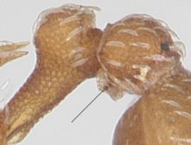 Lateral view of waist, adult. Postpetiole lacking spongiform, or at most with inconspicuous spongiform.