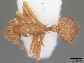 Dorsal view of body, entire, adult .  Photo by April Nobile,  Antweb.org .