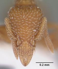 Anterior dorsal view of head, adult .  Photo by April Nobile,  Antweb.org .
