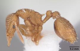 Lateral view of body, entire, adult .  Photo by April Nobile,  Antweb.org .
